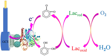 Graphical abstract: Immobilization of laccase on Fe3O4@MF-CNTs for the rapid and sensitive biosensing of catechol