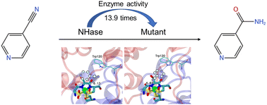 Graphical abstract: Highly efficient biosynthesis of isonicotinamide through a substrate access tunnel engineered nitrile hydratase from Carbonactinospora thermoautotrophicus