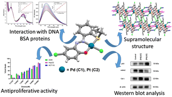 Graphical abstract: New palladium(ii) and platinum(ii) complexes with an ONS donor azo-thioether pincer ligand: synthesis, characterization, protein binding study and in vitro cytotoxicity