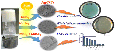 Graphical abstract: MoS2 and MoSe2 2D nanosheets-based supramolecular nanostructure scaffold-capped Ag-NPs: exploring their morphological, anti-bacterial, and anticancer properties