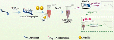 Graphical abstract: A combined UV-visible with fluorescence detection method based on an unlabeled aptamer and AuNPs for the sensitive detection of acetamiprid