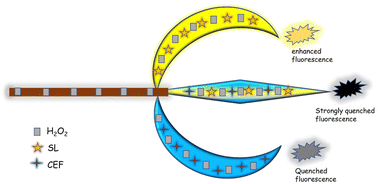 Graphical abstract: Copper-enhanced fluorescence: a novel platform for the sensing of hydrogen peroxide