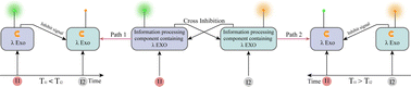 Graphical abstract: Sequential logic circuit built on λ exonuclease for cross inhibition