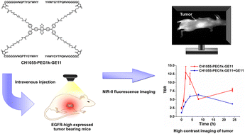 Graphical abstract: A NIR-II fluorescent probe for high contrast non-invasive imaging of tumors with a high EGFR-expression