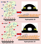 Graphical abstract: Effect of ions on the adsorption of lysozyme protein below its isoelectric point on hydrophilic (OH–Si) and hydrophobic (H–Si) surfaces