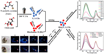 Graphical abstract: Fluorescent filter paper with pH-responsive carbon dots for the on-site detection of biogenic amines in food