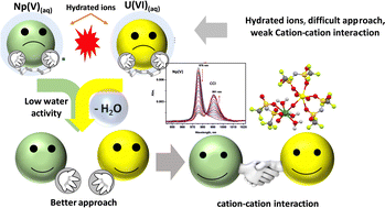 Graphical abstract: Effect of hydration of a room temperature ionic liquid on the cation–cation interaction of UO22+ and NpO2+ ions