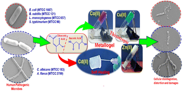 Graphical abstract: Itaconic and citraconic acid directed thixotropic and self-healable supramolecular metallogels of M(ii) (M = Co, Cu, Zn, and Cd) for the growth-inhibitory potency against human pathogenic microbes