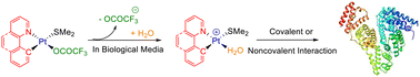 Graphical abstract: Noncovalent interactions of antitumor cycloplatinated complexes containing trifluoroacetate ligands as the leaving group with bovine serum albumin. Implications for drug design