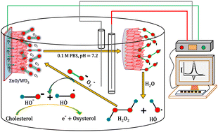 Graphical abstract: Hydroxyl radical assisted enzyme-free electrochemical detection and oxidation of cholesterol by a galvanically deposited layer-by-layer ZnO/WO3 thin film nanocomposite