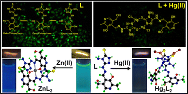 Graphical abstract: Dual responsive pyridoxal-AHMT based fluorescent sensor towards zinc(ii) and mercury(ii) ions and its bioimaging application