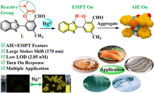 Graphical abstract: An “AIE + ESIPT” mechanism-based benzothiazole-derived fluorescent probe for the detection of Hg2+ and its applications