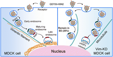 Graphical abstract: Quantitative analysis of the effects of vimentin intermediate filaments on the early stages of influenza A virus infection