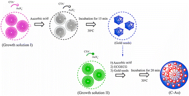 Graphical abstract: Synthesis of coral-like gold nanocrystals with the glutamic acid–cysteine–glycine–glutamic acid–cysteine–glycine hexapeptide for the electrochemical detection of α-amanitin in urine