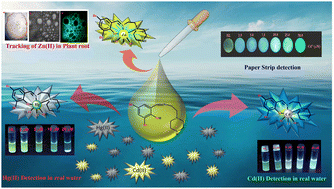 Graphical abstract: Development of a novel AIE active piperazine appended chemosensor for solvent-regulated selective detection of IIB elements [Zn(ii), Cd(ii), Hg(ii)], Cl− and picric acid via varying emission colors to distinguish one another: environmental and biological applications