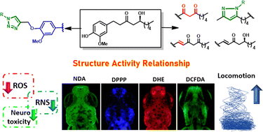 Graphical abstract: 6-Gingerol-derived semisynthetic analogs mitigate oxidative stress, and reverse acrylamide induced neurotoxicity in zebrafish