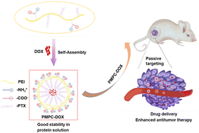 Graphical abstract: Zwitterionic doxorubicin loaded micelles based on polyethyleneimine for enhanced antitumor therapy in vivo