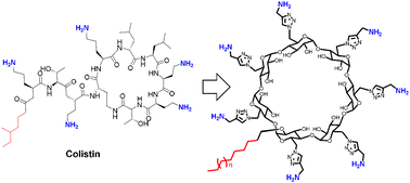 Graphical abstract: Anti-bacterial β-cyclodextrin derivatives inspired by the antimicrobial peptide polymyxin in order to better understand the role of single hydrophobic chain tail in selective anti-bacterial activity