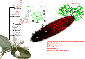 Graphical abstract: Calotropis procera flower extract for the synthesis of double edged octahedral α-Fe2O3 nanoparticles via a greener approach: an insight into its structure property relationship for Escherichia coli