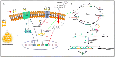 Graphical abstract: A fluorometric graphene oxide-based assay for determination of agrB gene transcription in methicillin-resistant Staphylococcus aureus by coupling exonuclease III-assisted target recycling and hybridization chain reaction