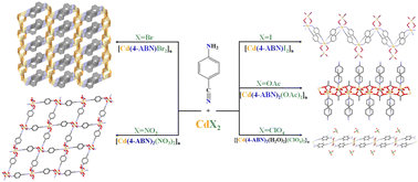 Graphical abstract: Anion-induced structural diversity in cadmium coordination polymers of 4-aminobenzonitrile: a structural and DFT study