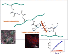 Graphical abstract: In situ formation of biocompatible and ductile protein-based hydrogels via Michael addition reaction and visible light crosslinking