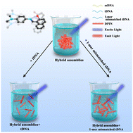 Graphical abstract: DNA-embedding Schiff base molecule assemblies: an efficient biological detection approach based on clustering-triggered emission