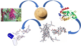 Graphical abstract: Theoretical–experimental prediction of the selectivity between polyamidoamine dendrimers and bioactive peptides derived from amaranth seeds