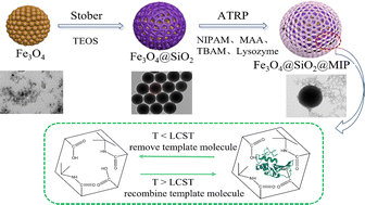 Graphical abstract: Lysozyme imprinted Fe3O4@SiO2 nanoparticles via SI-ATRP with temperature-controlled reversible adsorption