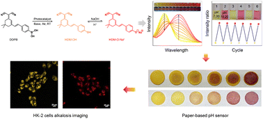 Graphical abstract: A latent reversible ratiometric optical pH sensing probe based on phenylboronic acid for alkaline pH detection and applications in test paper and alkalotic HK-2 cells