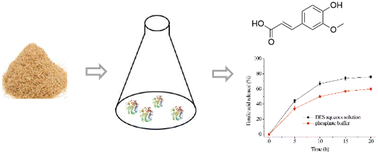 Graphical abstract: High efficiency production of ferulic acid using feruloyl esterase and xylanase in deep eutectic solvents