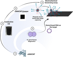 Graphical abstract: Carbon nanotubes modified conductive ink for application to paper-based electrochemical biosensors for pathogenic DNA detection