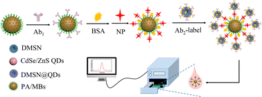 Graphical abstract: An ultrasensitive electrochemiluminescence immunosensor for SARS-CoV-2 nucleocapsid protein detection based on signal amplification strategy of DMSN@QDs