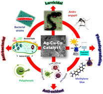 Graphical abstract: Fabrication of a bifunctionalyzed Calotropis gigantea inspired Ag–Cu–Co trimetal oxide for the remediation of methylene blue, and its larvicidal and antibacterial applications