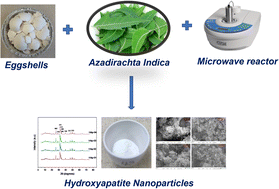 Graphical abstract: Facile synthesis of hydroxyapatite nanoparticles from eggshell biowaste using Azadirachta indica extract as a green template