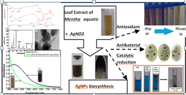 Graphical abstract: Mentha aquatica leaf extract mediated phytosynthesis of silver nanoparticles: antioxidant, catalytic and anti-microbial activity