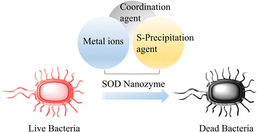 Graphical abstract: An Fe–Mn–S SOD-like nanozyme as an efficient antibacterial agent