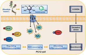 Graphical abstract: Neuroprotective effects of salidroside against 6-OHDA-induced oxidative stress in PC12 cells