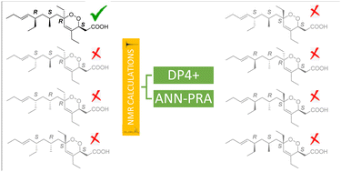 Graphical abstract: Combining the power of DP4+ and ANN-PRA analysis on stereochemical assignments: structural validation of bioactive cyclic peroxide from the marine sponge Plakortis angulospiculatus