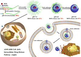 Graphical abstract: Acid-sensitive PEG-removable nanoscale liposomes for delivery of doxorubicin in A549/ADR therapy