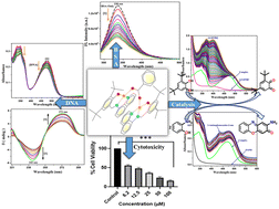 Graphical abstract: Synthesis of a new benzoate bridged NNO tethered copper(ii) complex: exploration of its bio, catalytic and anticancer activities