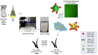 Graphical abstract: Mini-emulsions based on protic ionic liquids and oleic acid for treatment of dermatophytosis caused by Microsporum canis