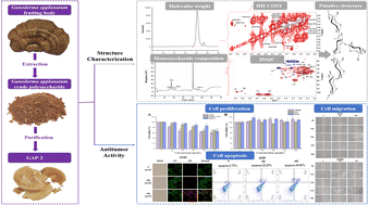Graphical abstract: Structural features and in vitro antitumor activity of a water-extracted polysaccharide from Ganoderma applanatum