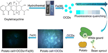 Graphical abstract: Oxytetracycline-derived carbon dots as a fluorescent switch in trace ferric ion sensing
