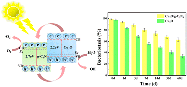 Graphical abstract: Preparation of a Cu2O/g-C3N4 heterojunction with enhanced photocatalytic antibacterial activity under visible light