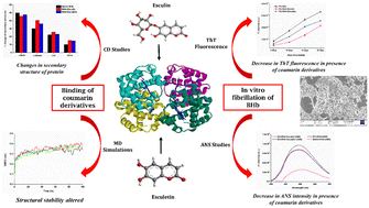 Graphical abstract: In vitro interactions of esculin and esculetin with bovine hemoglobin alter its structure and inhibit aggregation: insights from spectroscopic and computational studies