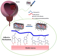 Graphical abstract: Preparation and properties of biocompatible and injectable hydrogels for bladder cancer drug delivery