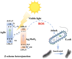 Graphical abstract: Construction of a AgBr–Ag2MoO4 heterojunction and its photocatalytic sterilization activity