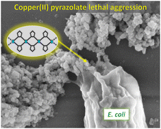 Graphical abstract: Antibacterial activity of copper pyrazolate coordination polymers