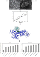 Graphical abstract: Fabrication of versatile and sustainable cellulose nanocrystals from lettuce stalks as potential tamoxifen delivery vehicles for breast cancer treatment: biophysical, cellular and theoretical studies